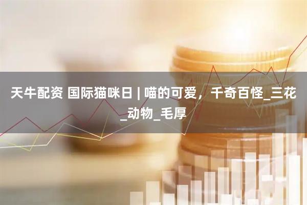 天牛配资 国际猫咪日 | 喵的可爱，千奇百怪_三花_动物_毛厚