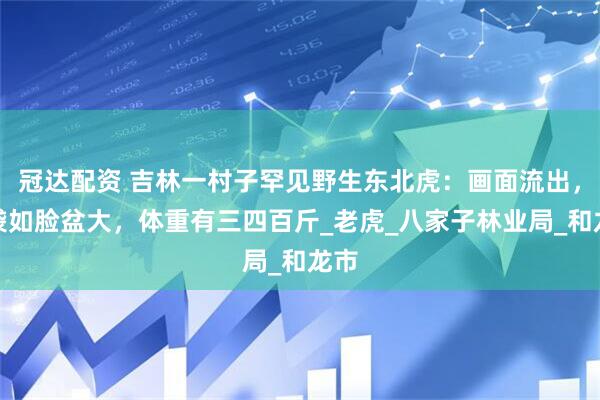 冠达配资 吉林一村子罕见野生东北虎：画面流出，脑袋如脸盆大，体重有三四百斤_老虎_八家子林业局_和龙市